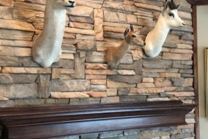 Mounts on Uneven Stone Fireplace